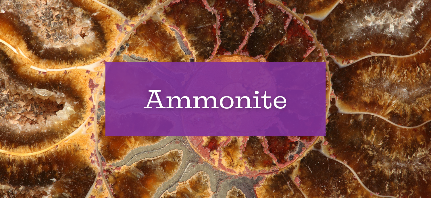 Collection Ammonite