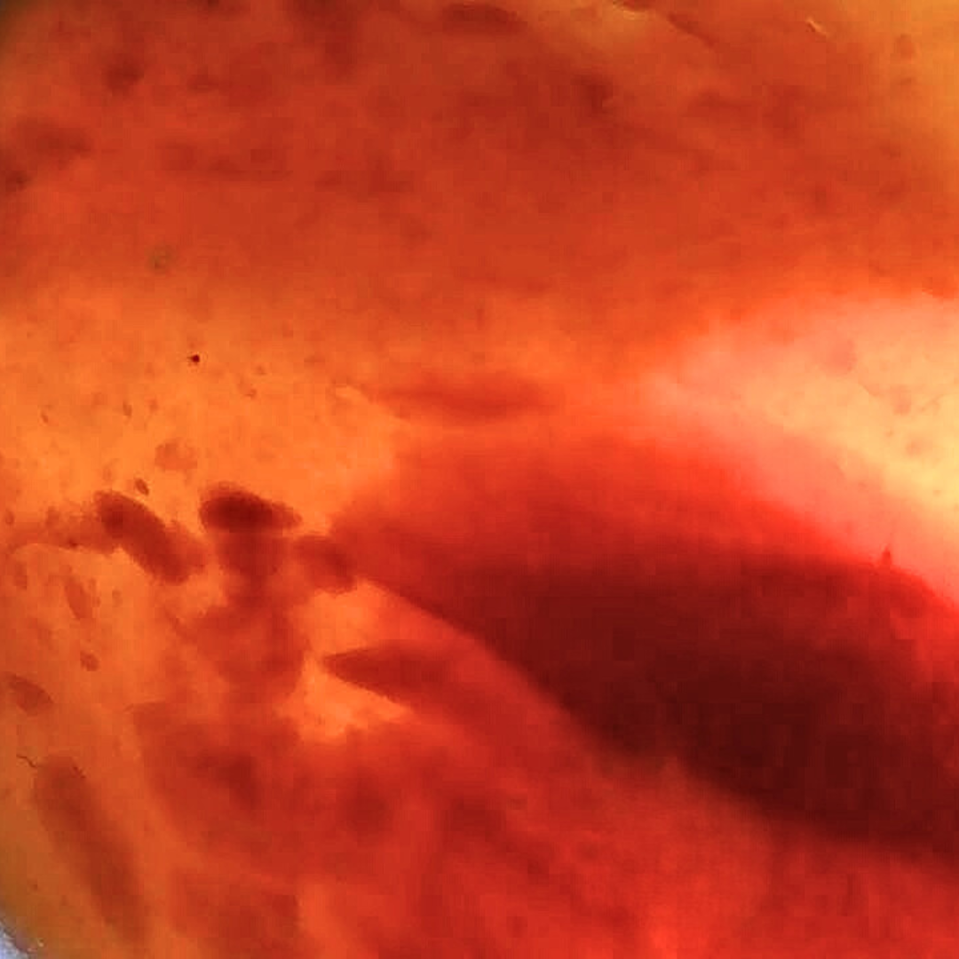 Ambre bleu - Pierre roulée (PRGFL708-3)