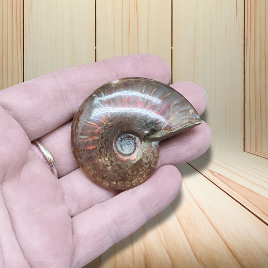Fossile d'Ammonite polie 32g (PRGFL675)
