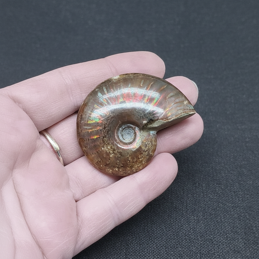 Fossile d'Ammonite polie 32g (PRGFL675)
