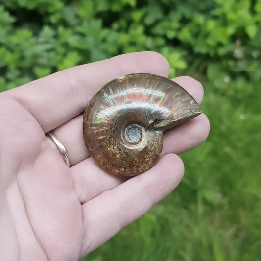 Fossile d'Ammonite polie 32g (PRGFL675)