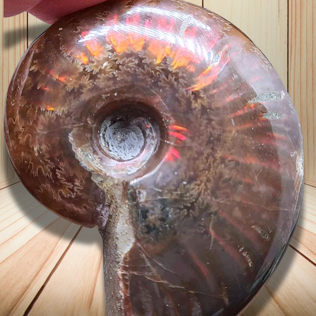 Fossile d'Ammonite polie 32g (PRGFL675) - ENAE Minéraux