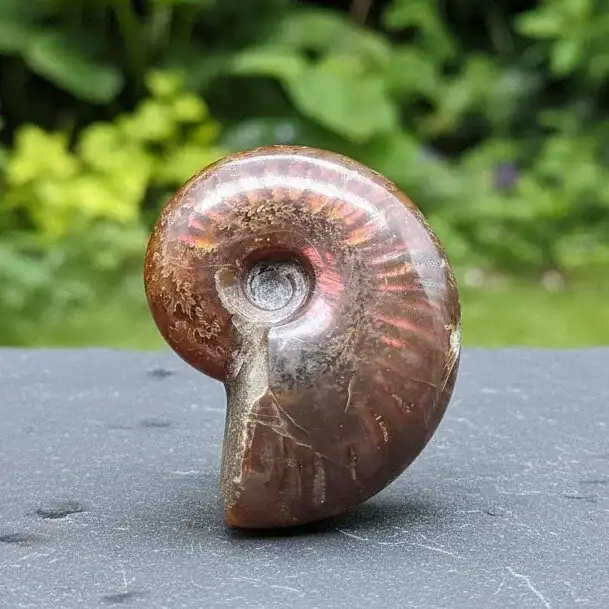 Fossile d'Ammonite polie 32g (PRGFL675)