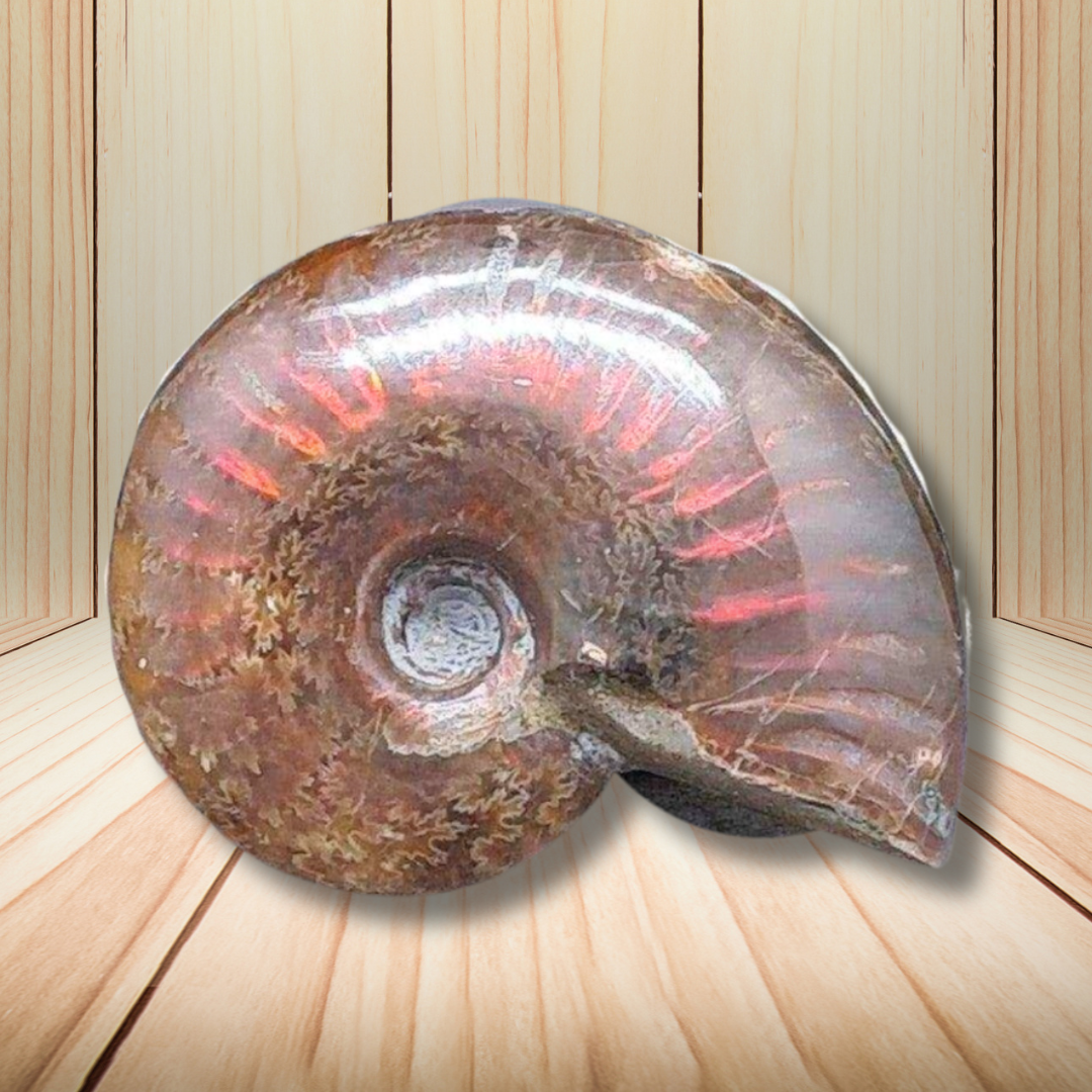 Fossile d'Ammonite polie 32g (PRGFL675)