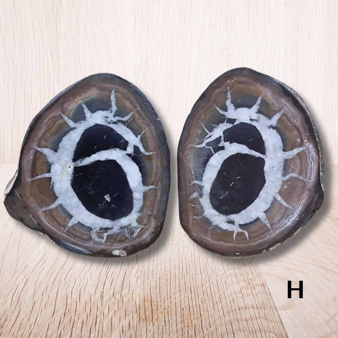 Nodule entier de Septaria, au choix (PRGFL301) - ENAE Minéraux