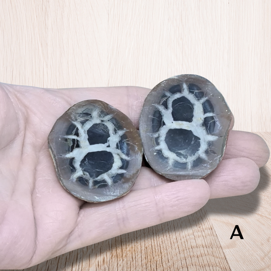 Nodule entier de Septaria, au choix (PRGFL301) - ENAE Minéraux
