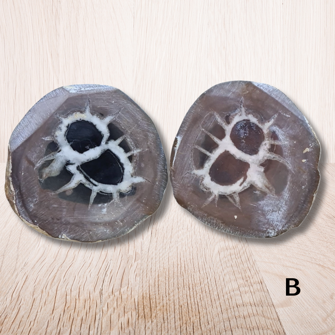 Nodule entier de Septaria, au choix (PRGFL301) - ENAE Minéraux