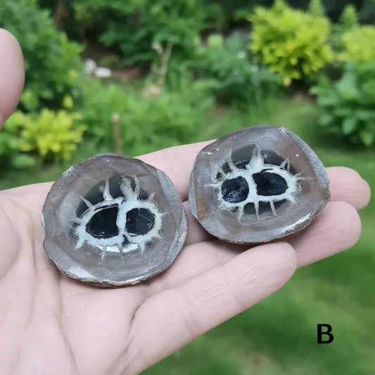 Nodule entier de Septaria, au choix (PRGFL301)