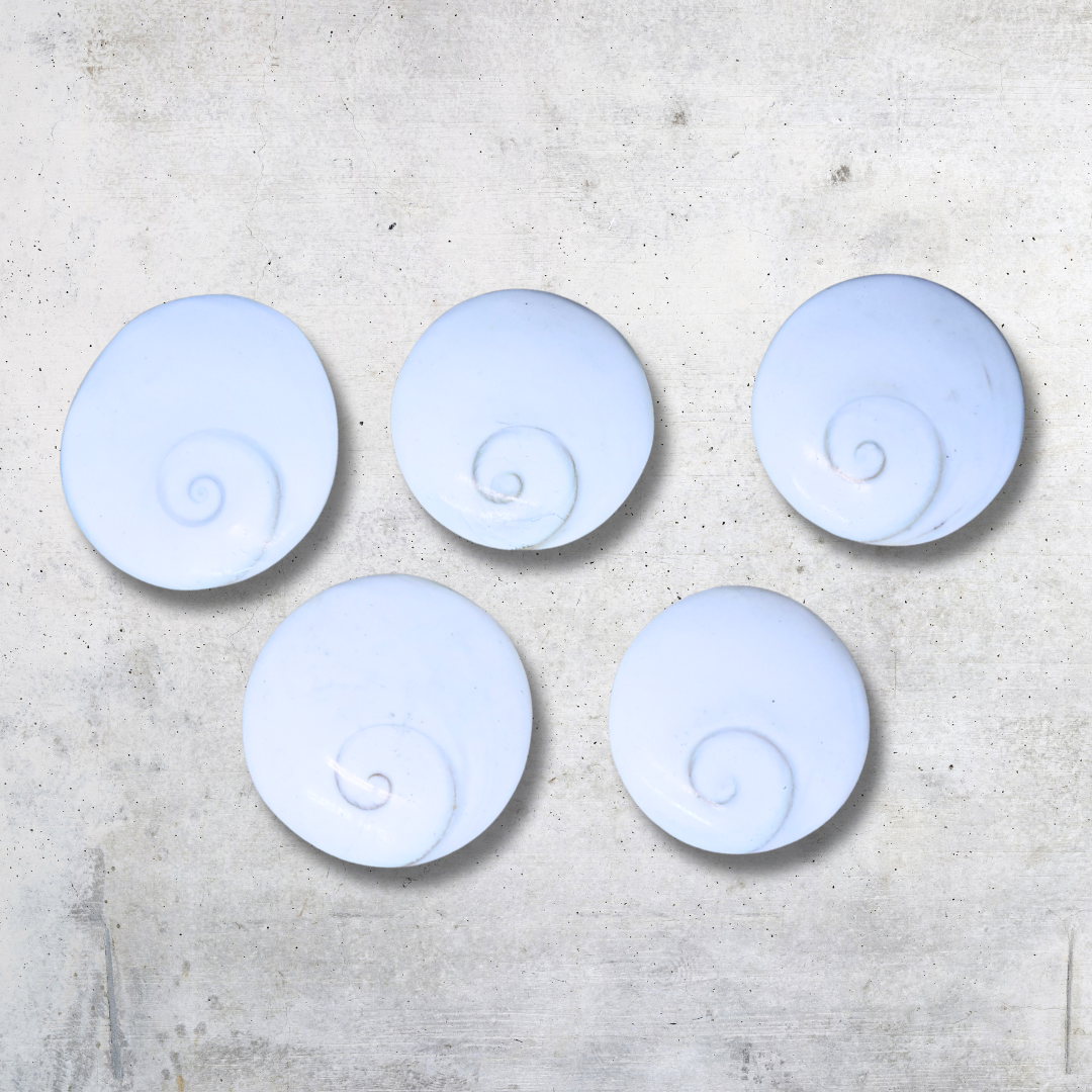 Œil de Sainte-Lucie rond (PRGFL532)