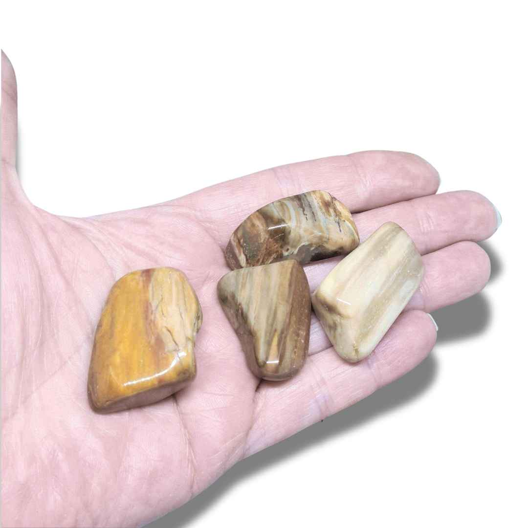 Bois fossilisé - Pierre roulée (PRGFL450) - ENAE Minéraux