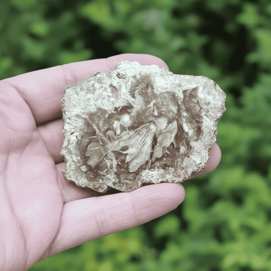 Tranche de bois fossilisé 50g (PRGFL278 - 1)