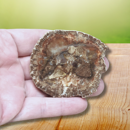 Tranche de bois fossilisé 46g (PRGFL278-2)