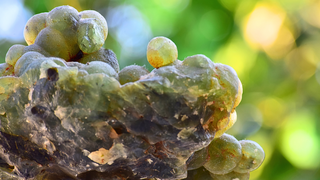 Prehnite : Minéralogie, vertus et bienfaits en lithothérapie