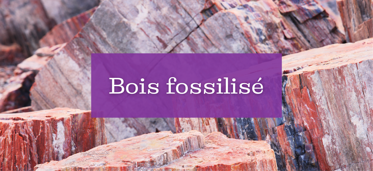 Bois fossilisé ou pétrifié chez ENAE Mineraux