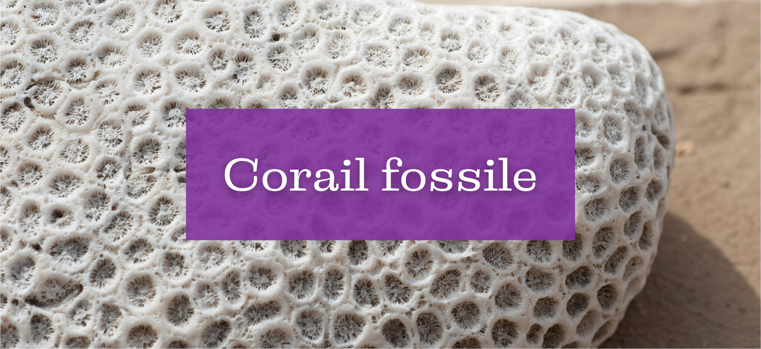 Corail fossilisé chez ENAE Mineraux