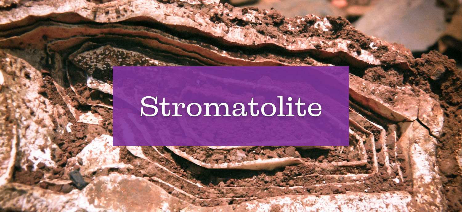 Stromatolite chez ENAE Mineraux