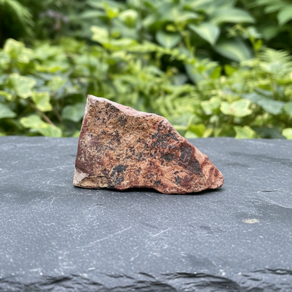 Tranche de Jaspe Bicolore dos brut 21g (PRGFL702-5)