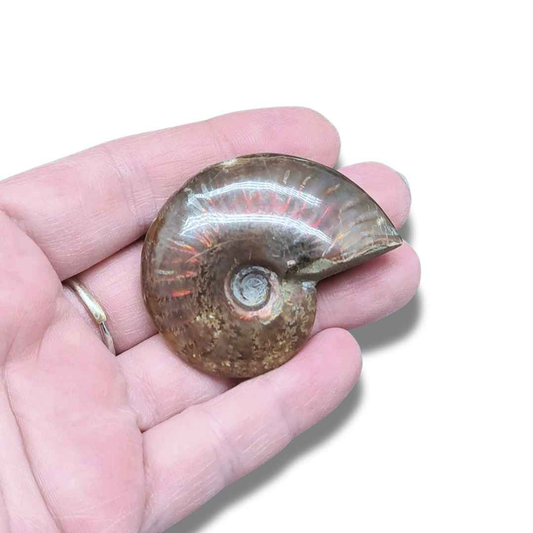 Fossile d'Ammonite polie (PRGFL675) - ENAE Minéraux