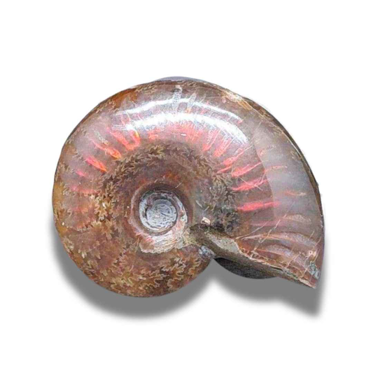 Fossile d'Ammonite polie (PRGFL675) - ENAE Minéraux