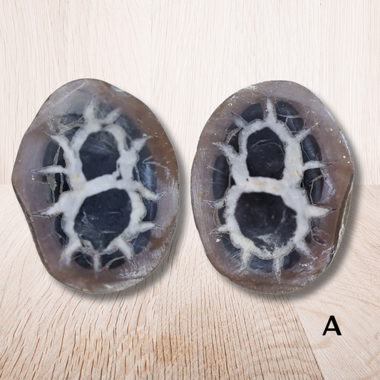 Nodule entier de Septaria, au choix (PRGFL301) - ENAE Minéraux