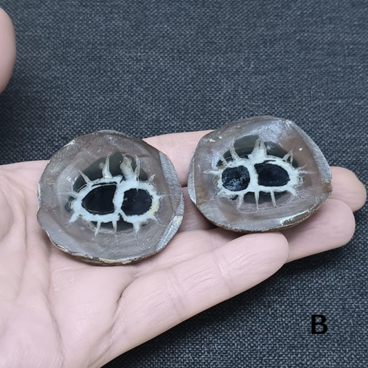 Nodule entier de Septaria, au choix (PRGFL301)