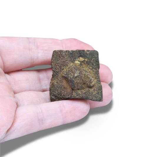 Staurolite ou Staurotide brute (MB497-3) - ENAE Minéraux