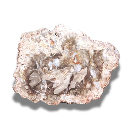 Tranche de bois fossilisé (PRGFL278-1) - ENAE Minéraux