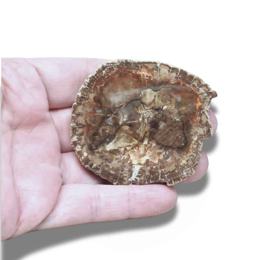 Tranche de bois fossilisé (PRGFL278-2) - ENAE Minéraux