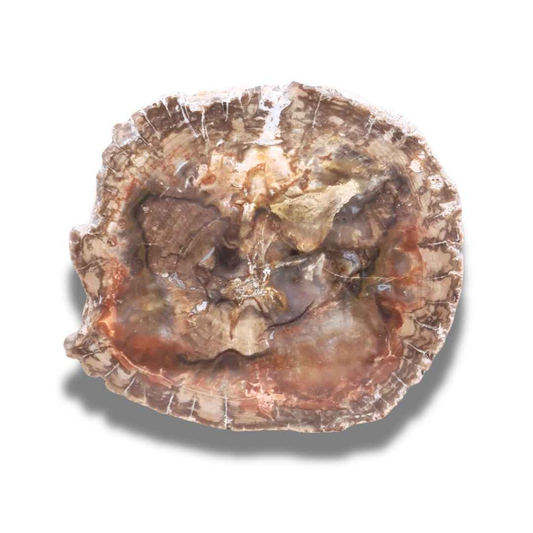Tranche de bois fossilisé (PRGFL278-2) - ENAE Minéraux