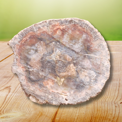 Tranche de bois fossilisé (PRGFL278-2)