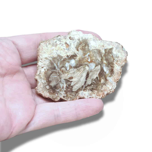 Tranche de bois fossilisé (PRGFL278-1) - ENAE Minéraux