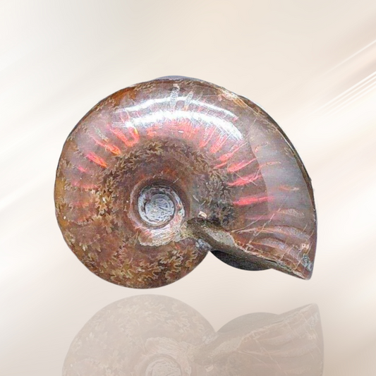 ammonite, fossile, lithotherapie, pierre ENAE Mineraux