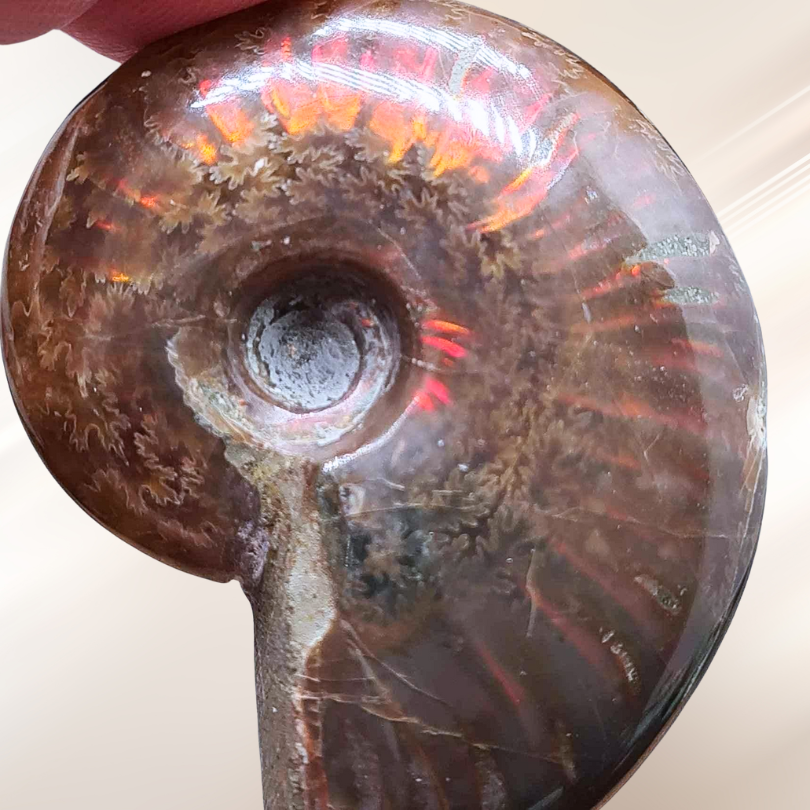 ammonite, fossile, lithotherapie, pierre ENAE Mineraux