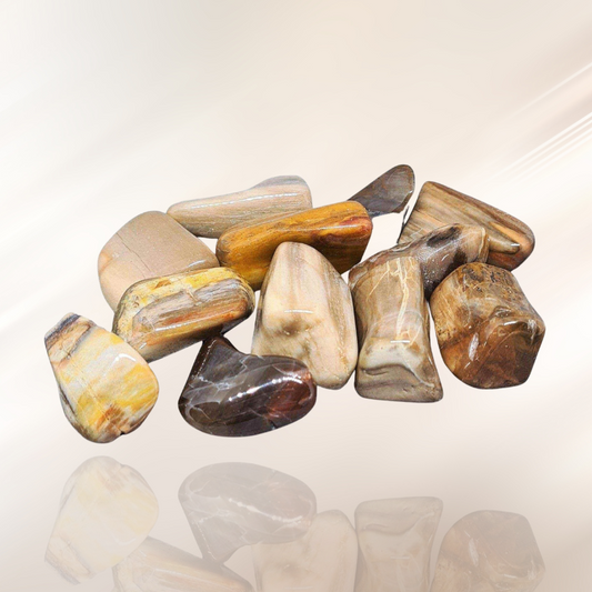 bois fossile, lithotherapie, pierre roulee ENAE Mineraux