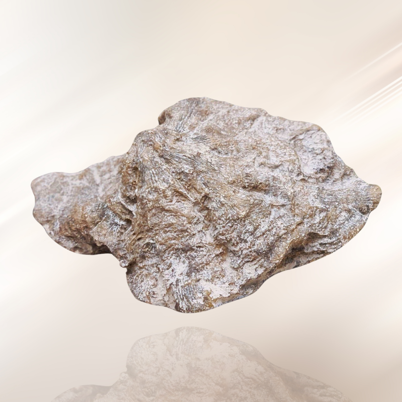 corail fossile, lithotherapie, pierre ENAE Mineraux