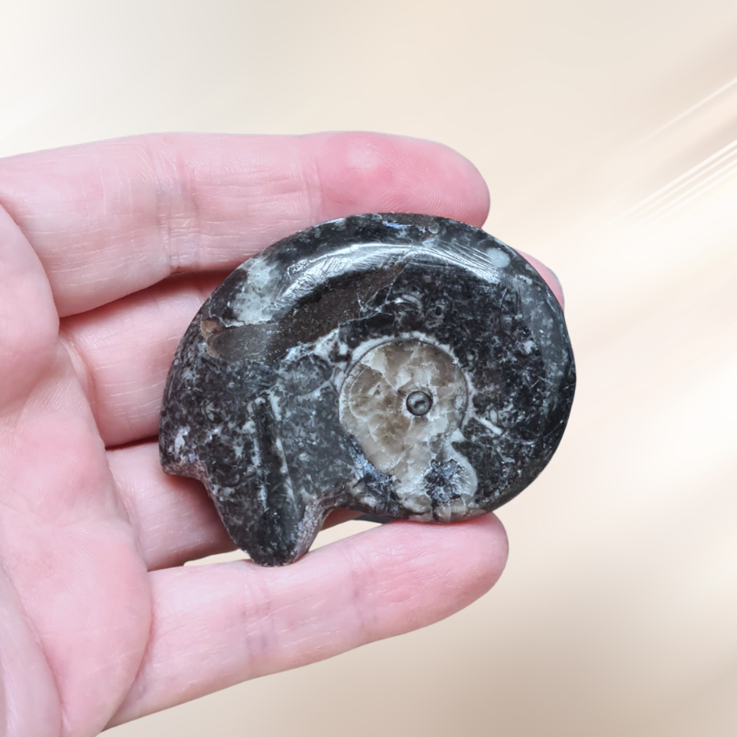 fossile, goniatite, lithotherapie, pierre ENAE Mineraux