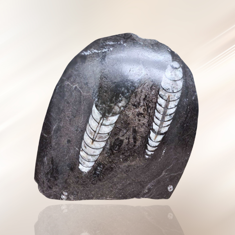 fossile, lithotherapie, Orthoceras, pierre ENAE Mineraux