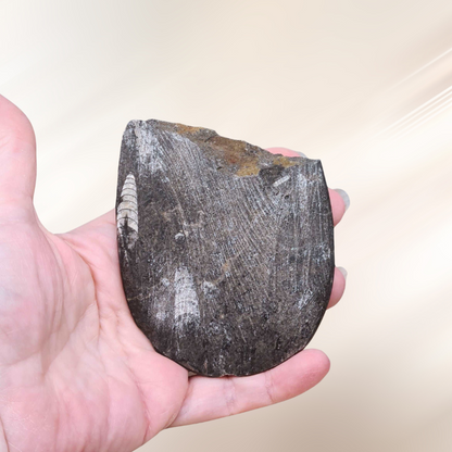 fossile, lithotherapie, Orthoceras, pierre ENAE Mineraux