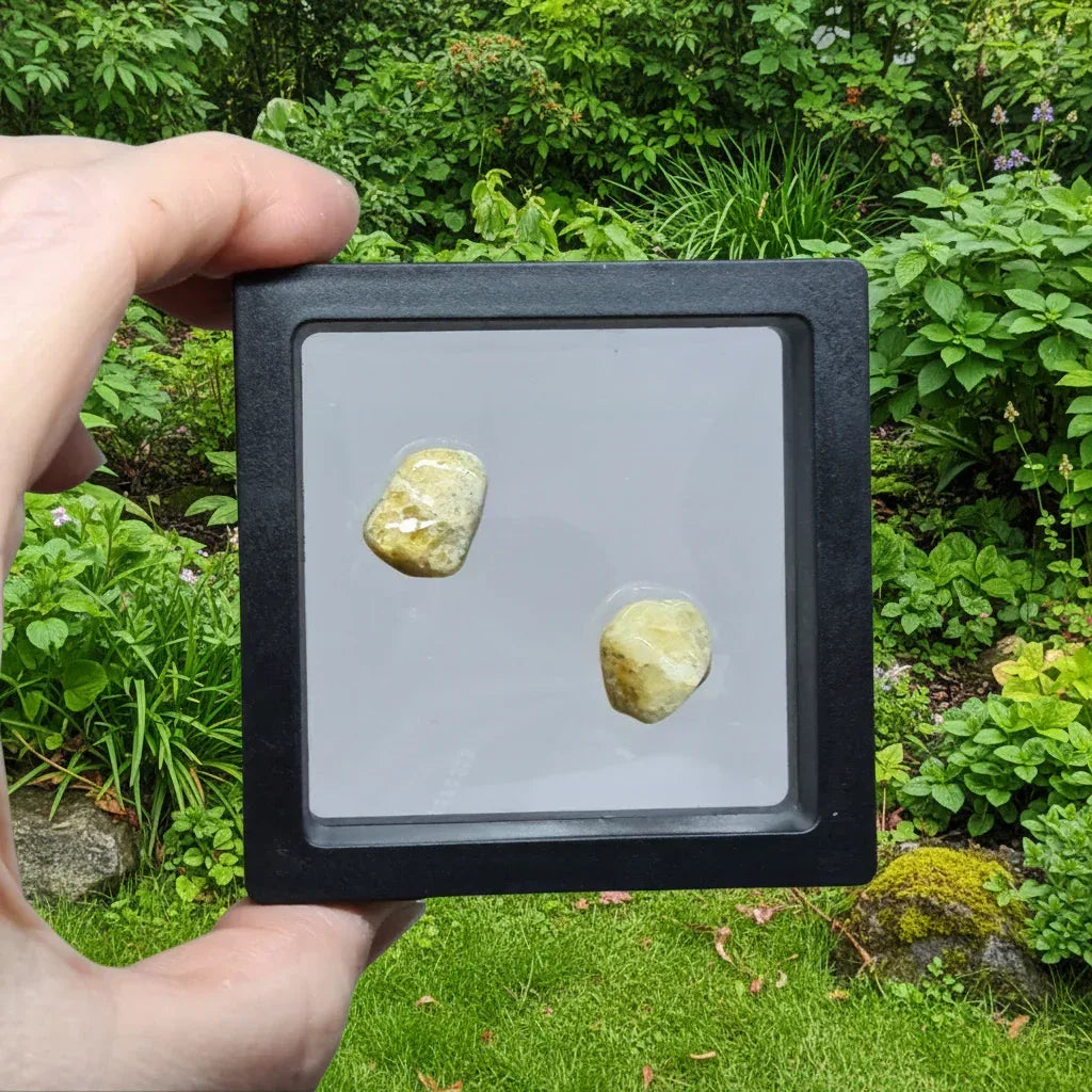 Lot de 2 Héliodore polis (PRGFL739)