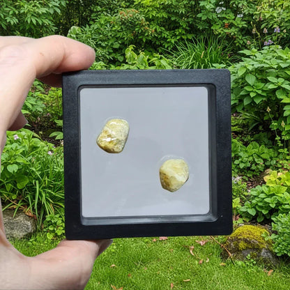 Lot de 2 Héliodore polis (PRGFL739)