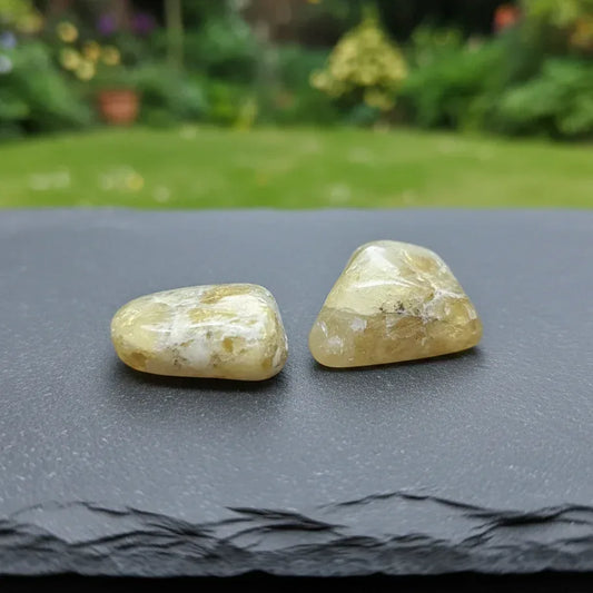 Lot de 2 Héliodore polis (PRGFL739)