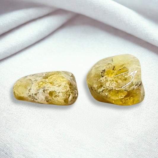 Lot de 2 Héliodore polis (PRGFL739)