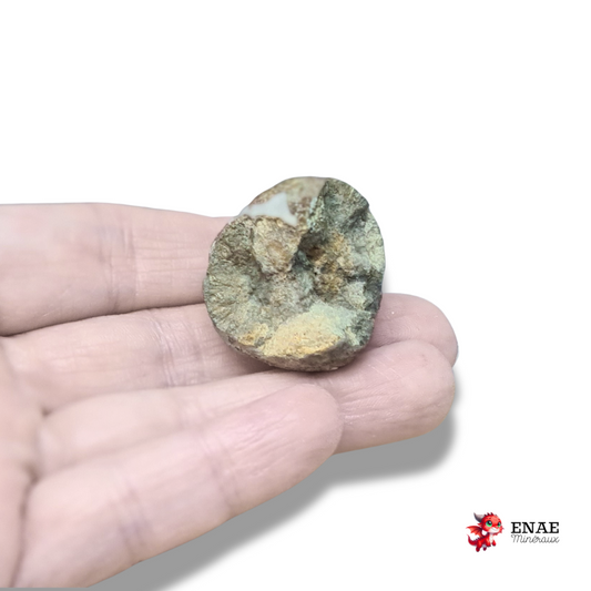 Nodule de Pyrite (MB564)
