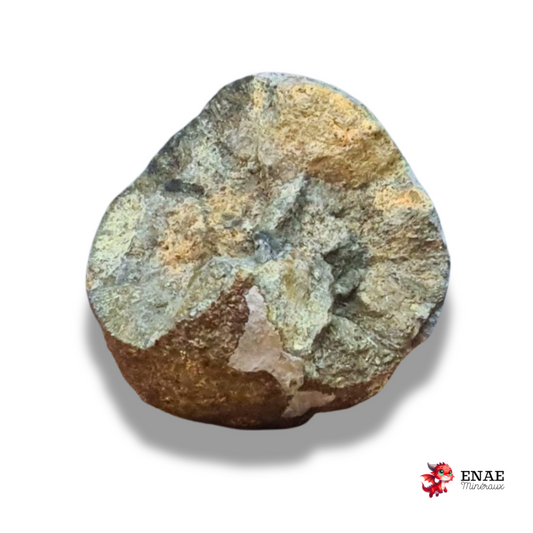 Nodule de Pyrite (MB564)